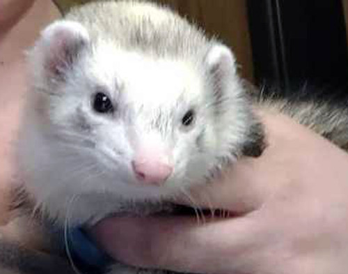 Vicky Burdick - Mr. Belvidere - ferret photo.jpg