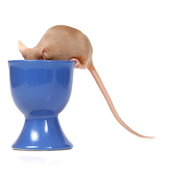 mouse face in cup.jpg