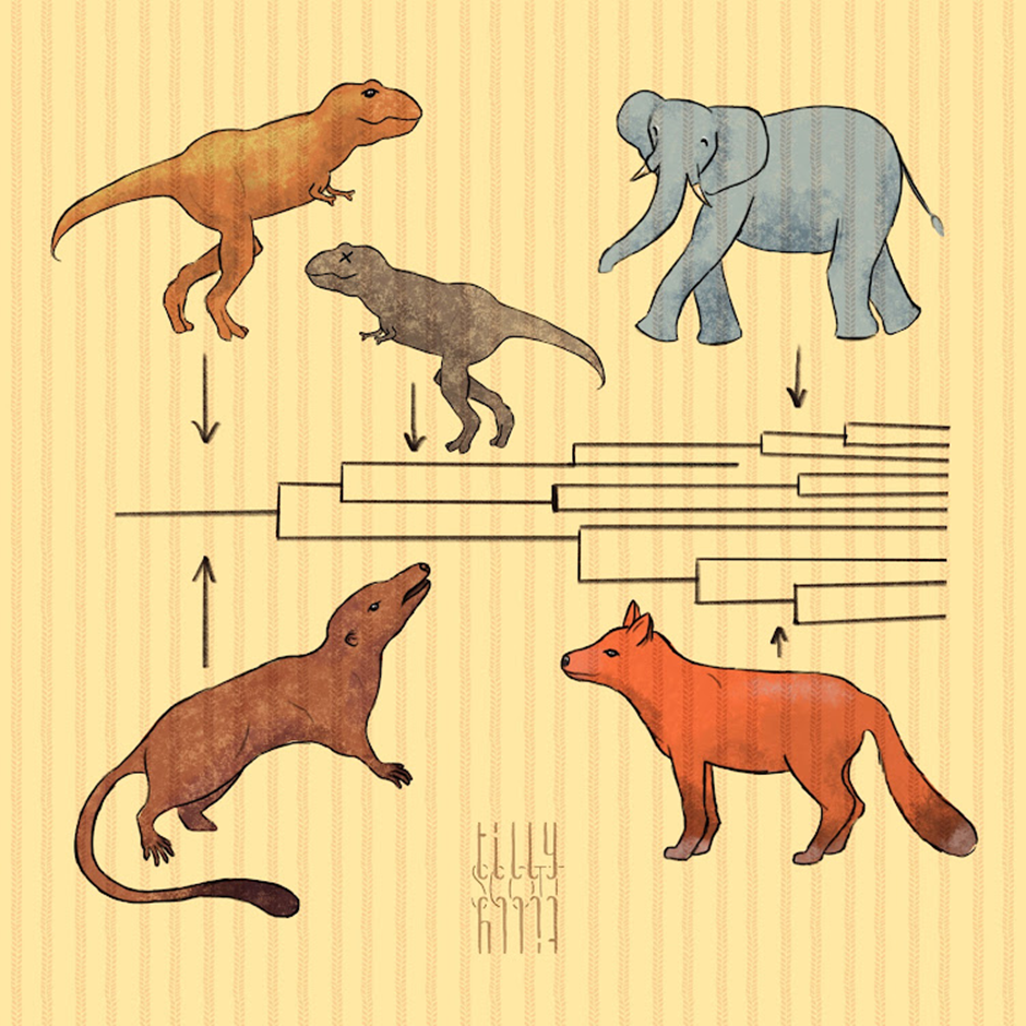 Phylogeny shows that placental mammals had begun to diversify before the extinction of dinosaurs