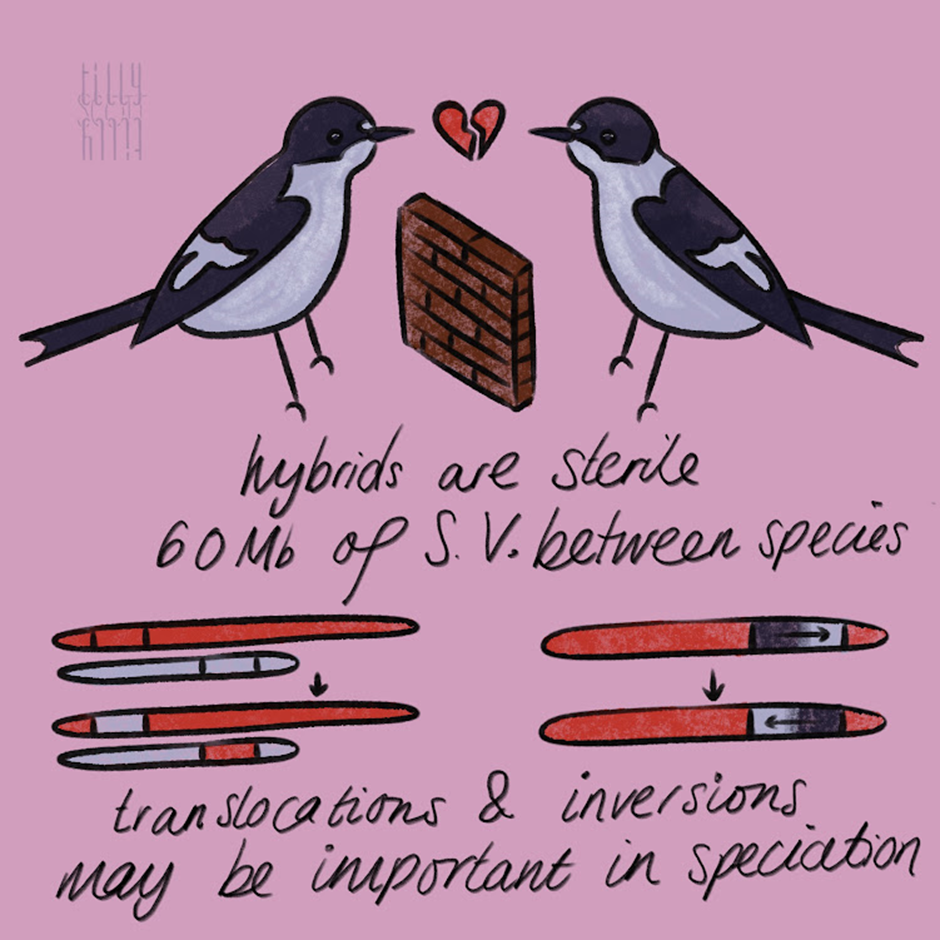 Pied and collared flycaters are heartbroken as hybrids are sterile. Conference sketch also shows translocations and inversions