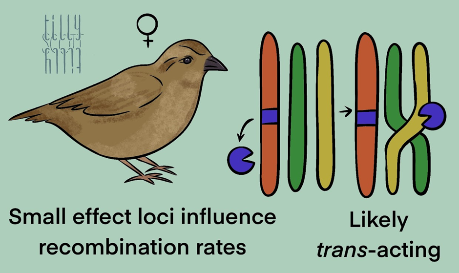 Conference sketching showing a female house sparrow and trans-acting small-effect loci causing structural variations