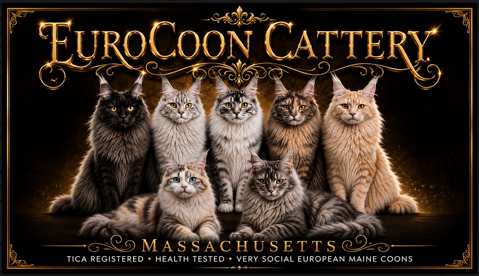 Majestic European Maine Coon cats with ornate golden EuroCoon Cattery typography