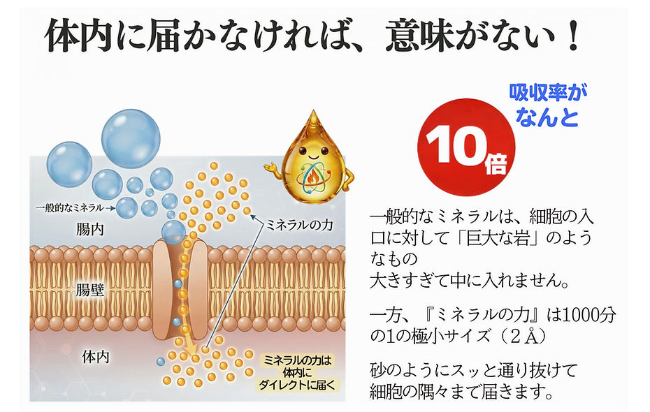 細胞膜を通るミネラルの吸収率比較図。小さいミネラルは吸収率が10倍。