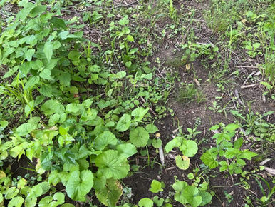 Vegetation Management 