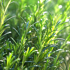 植物美容科学®︎とは