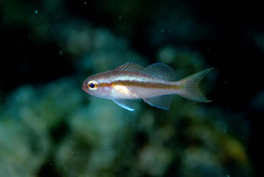 ヒメハナダイyg