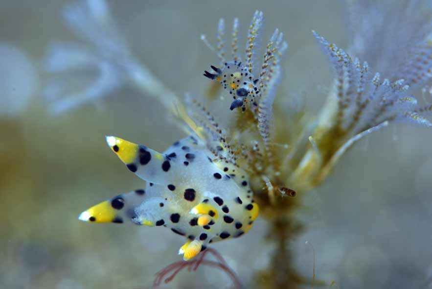 ツノザヤウミウシ大とフジタウミウシSP小