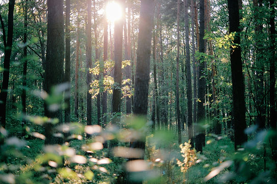 sun coming through forest (1).jpg