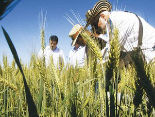Iniaf anuncia liberación de variedades de trigo