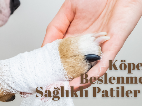 Köpek Bakımı ve Beslenmesi: Mutlu ve Sağlıklı Patiler İçin Rehber
