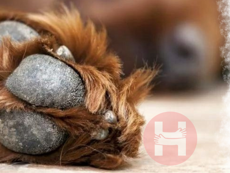 Calloused Paws in Dogs