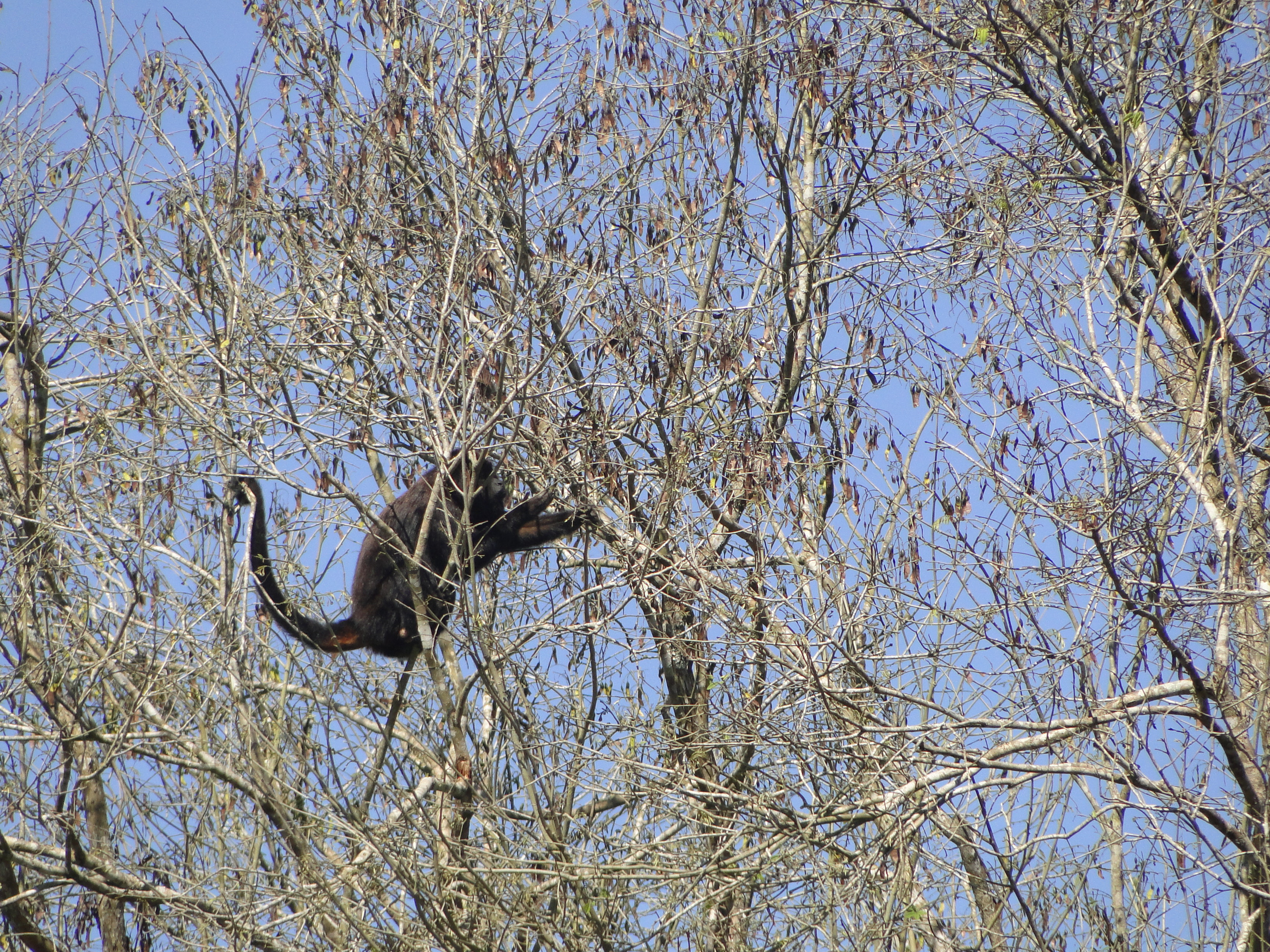 Macaco Bugio