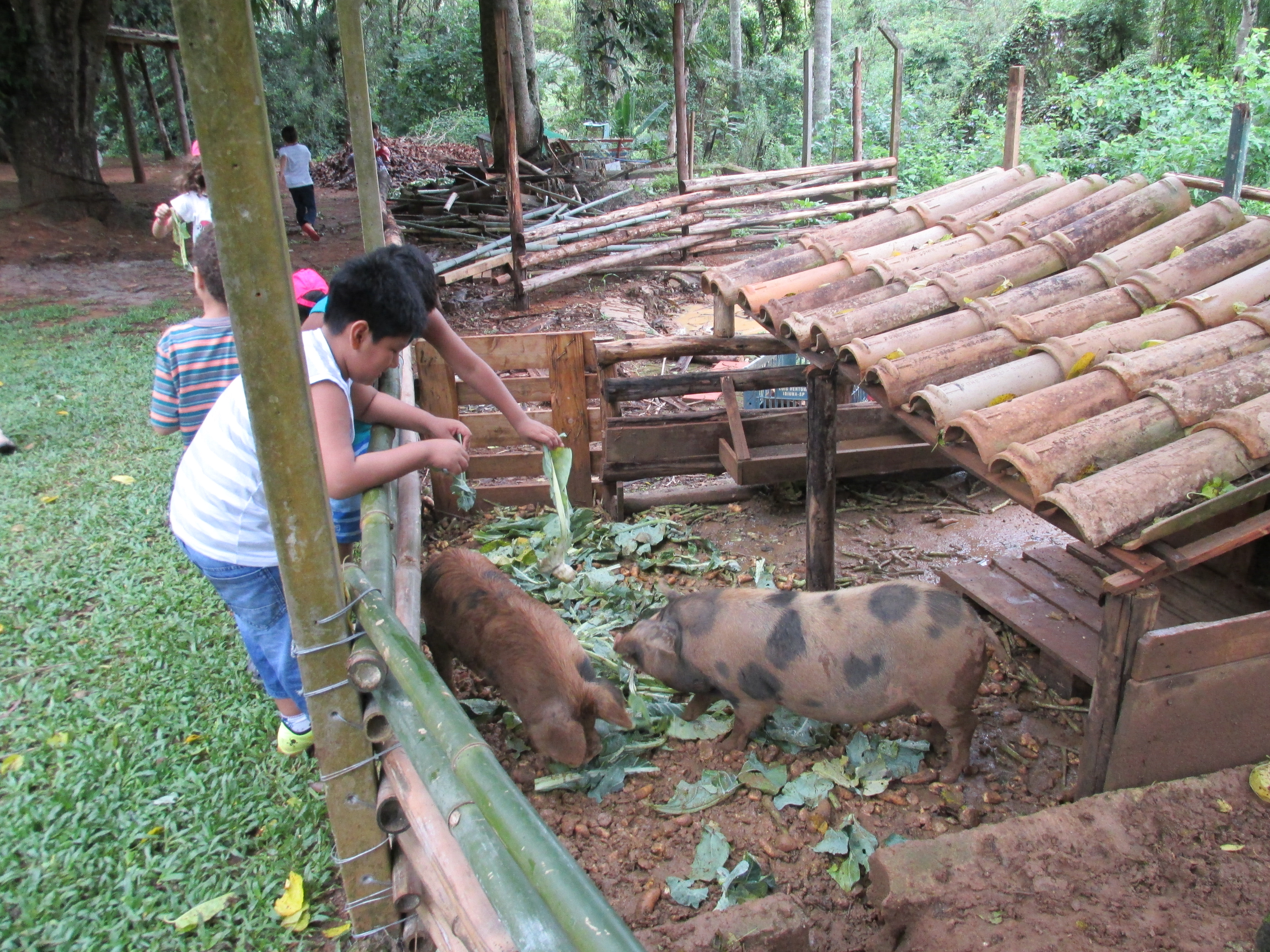 Alimentando os animais