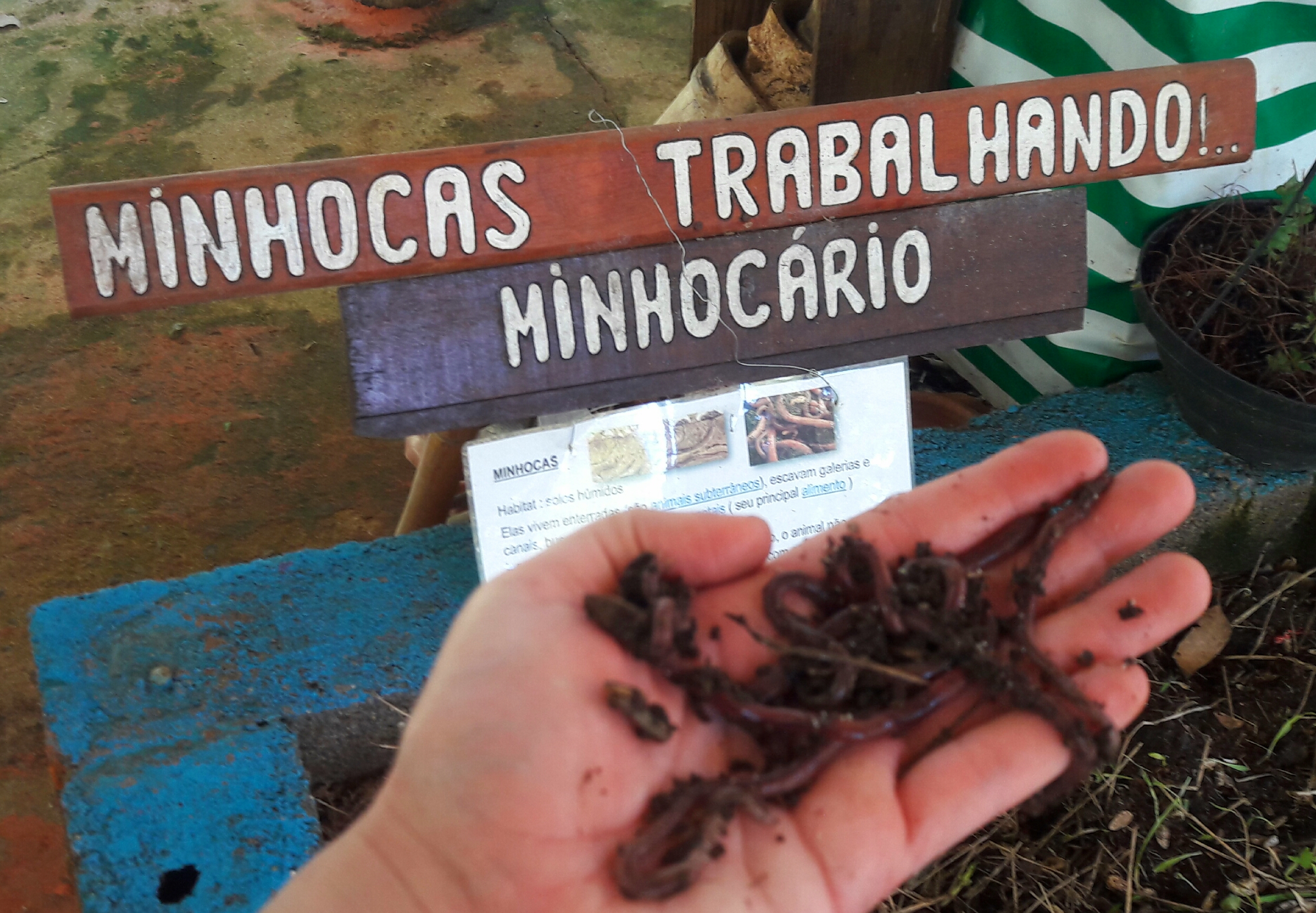 Minhocas na mão