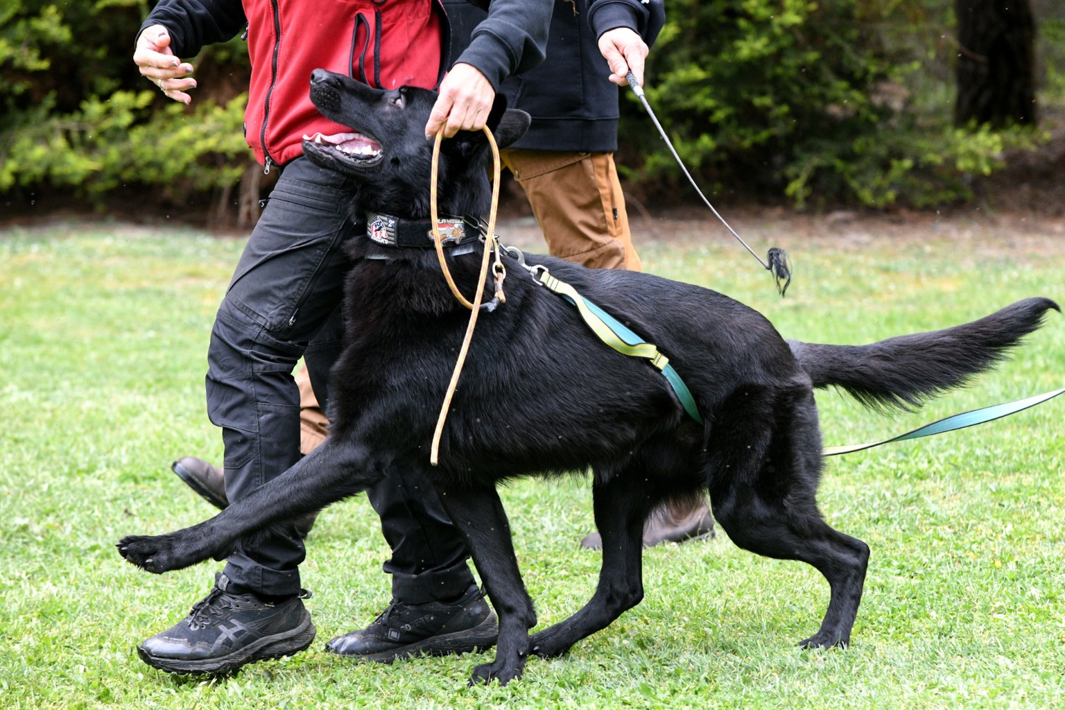 Focused working dog during handler training
