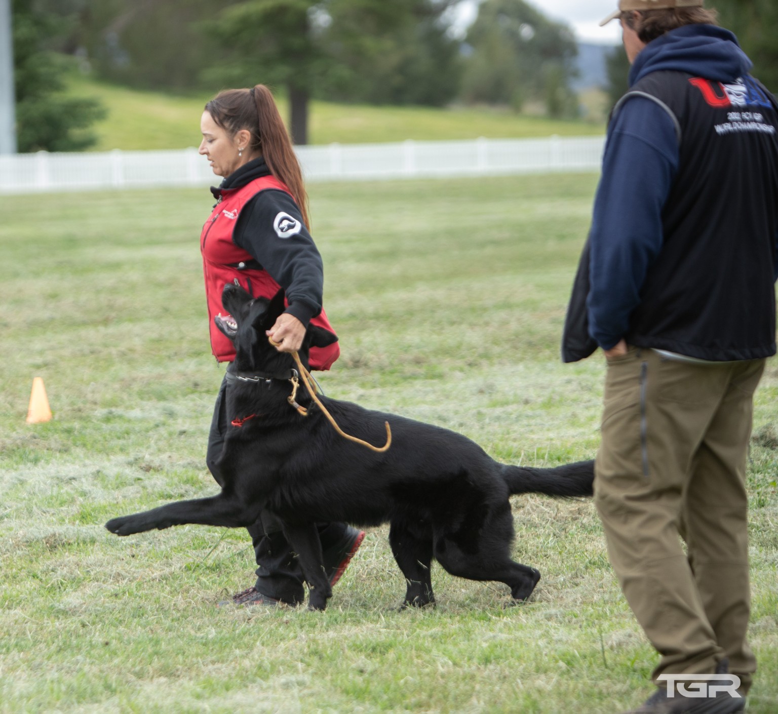 German Shepherd working with handler under observation