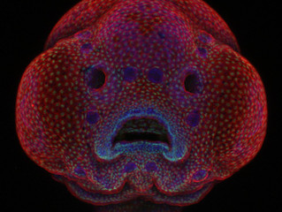 #Issue 29: Microfotografía convertida en arte.