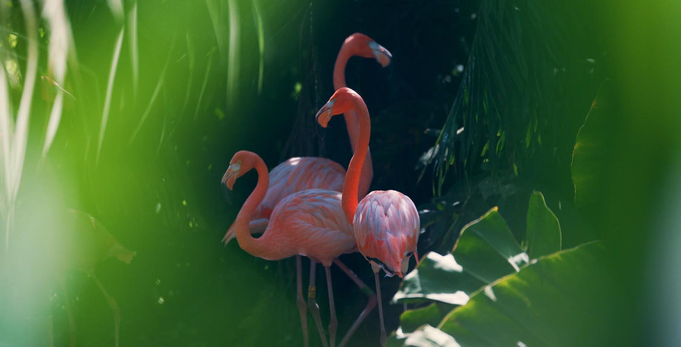 Le Jardin de Valombreuse, en Guadeloupe, 2nd finaliste du Prix 2026.  © Jardin de Valombreuse