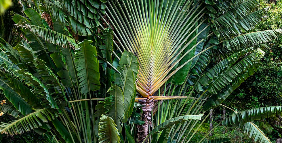 Le Jardin de Valombreuse, en Guadeloupe, 2nd finaliste du Prix 2026.  © Jardin de Valombreuse