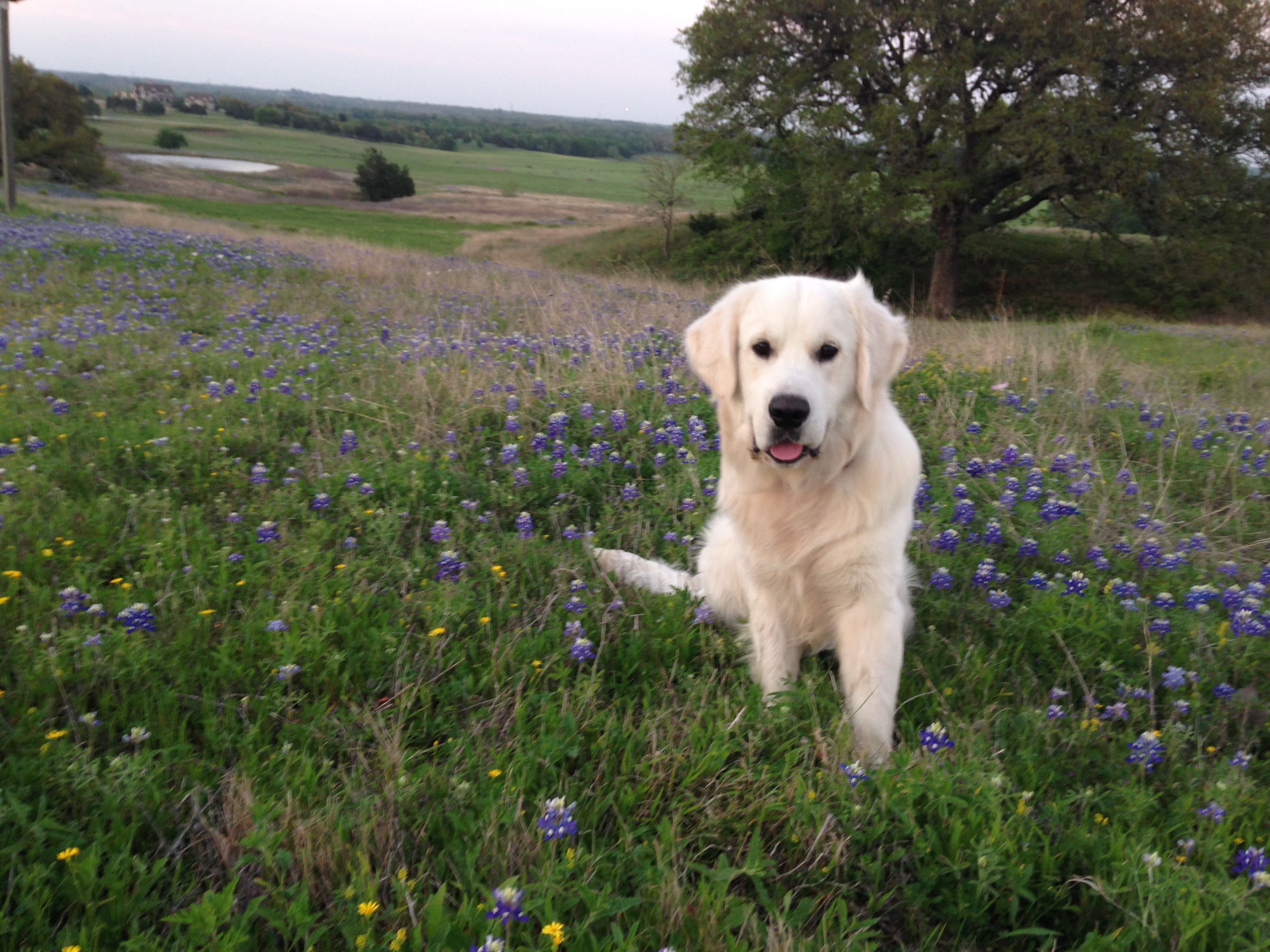 Texas Cream Golden Retrivers Houston, TX