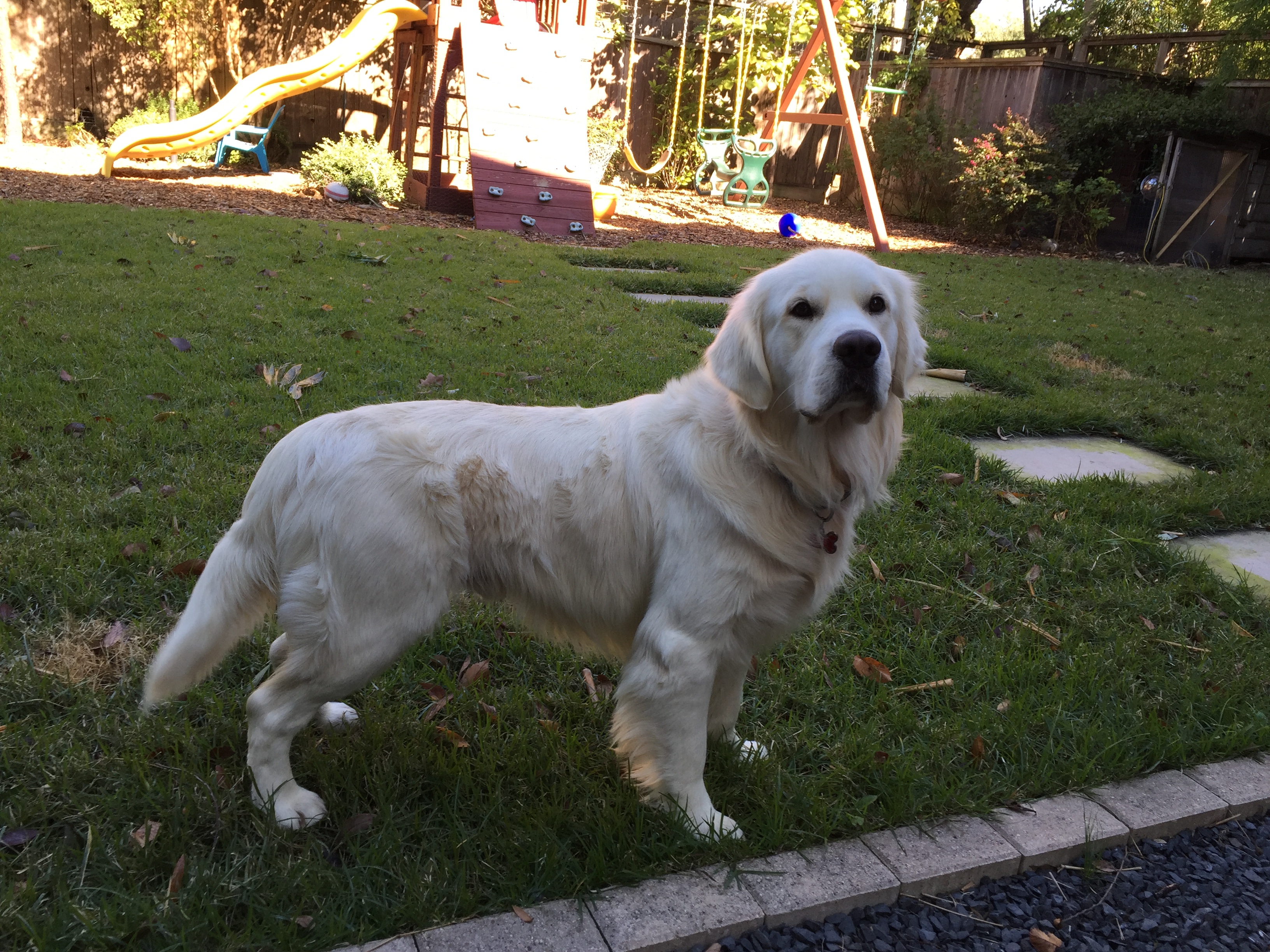 Texas Cream Golden Retrivers Houston Tx