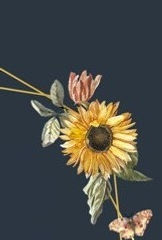 GIRASOL-1_edited.jpg