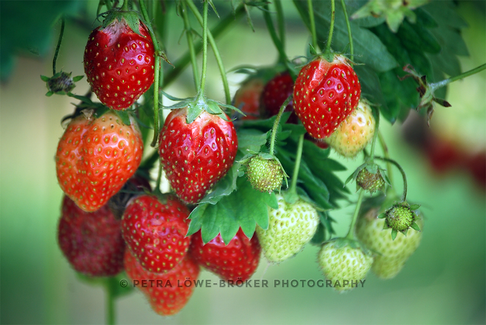 Strawberry Fields