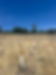 IMG_3532.jpeg