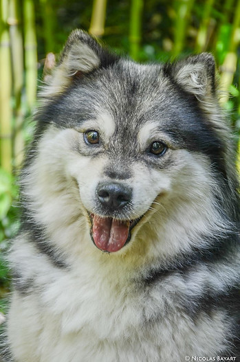 Photo de Leonidas
