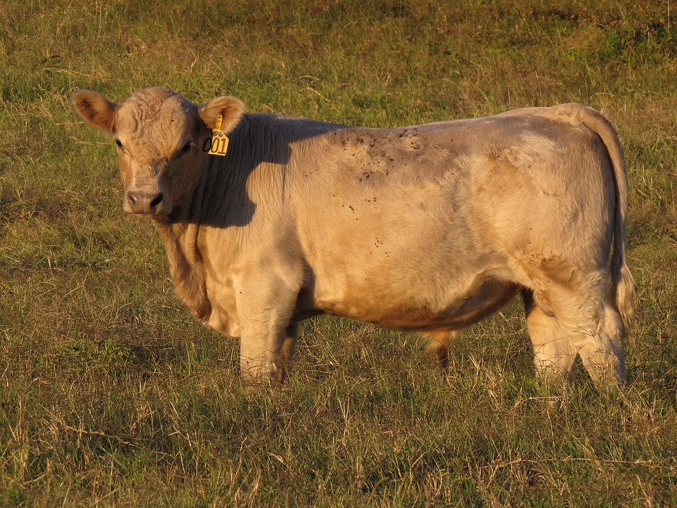 001 Bull (8 months)