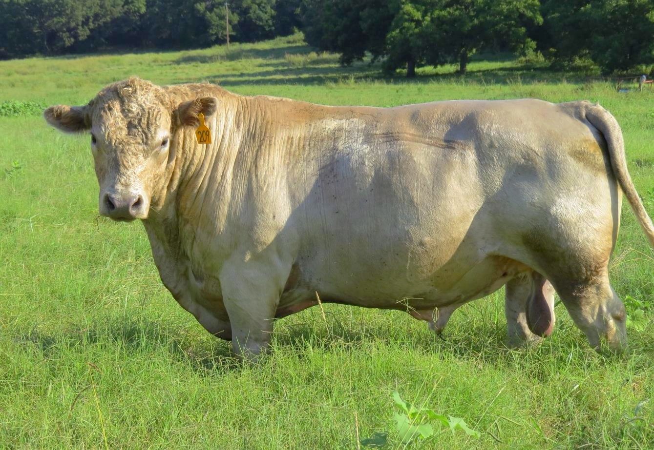 Murray Grey Cattle Backbone Ranch Grass Fed Beef Dallas Texas