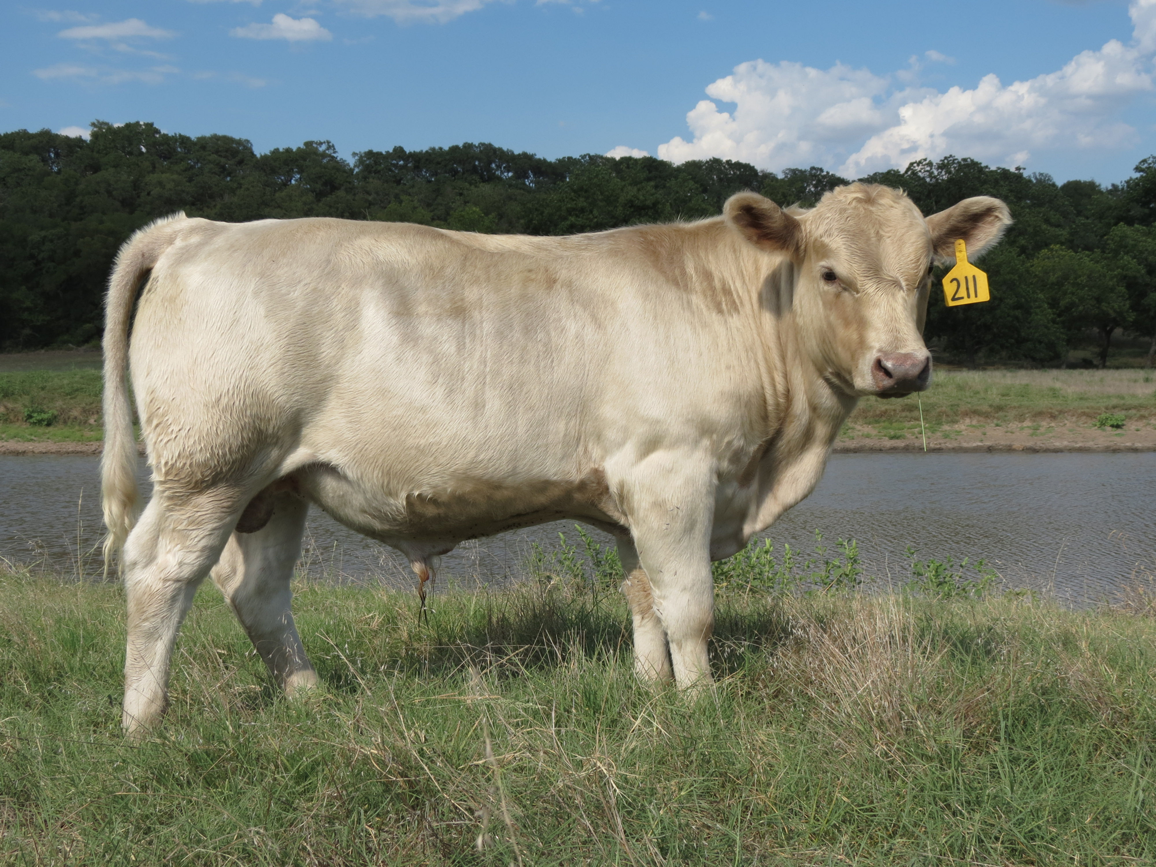 BB Wichita 100% Murray Grey Bull SOLD! 