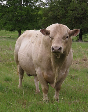 BB Backbone's General (6 years)(2).jpg