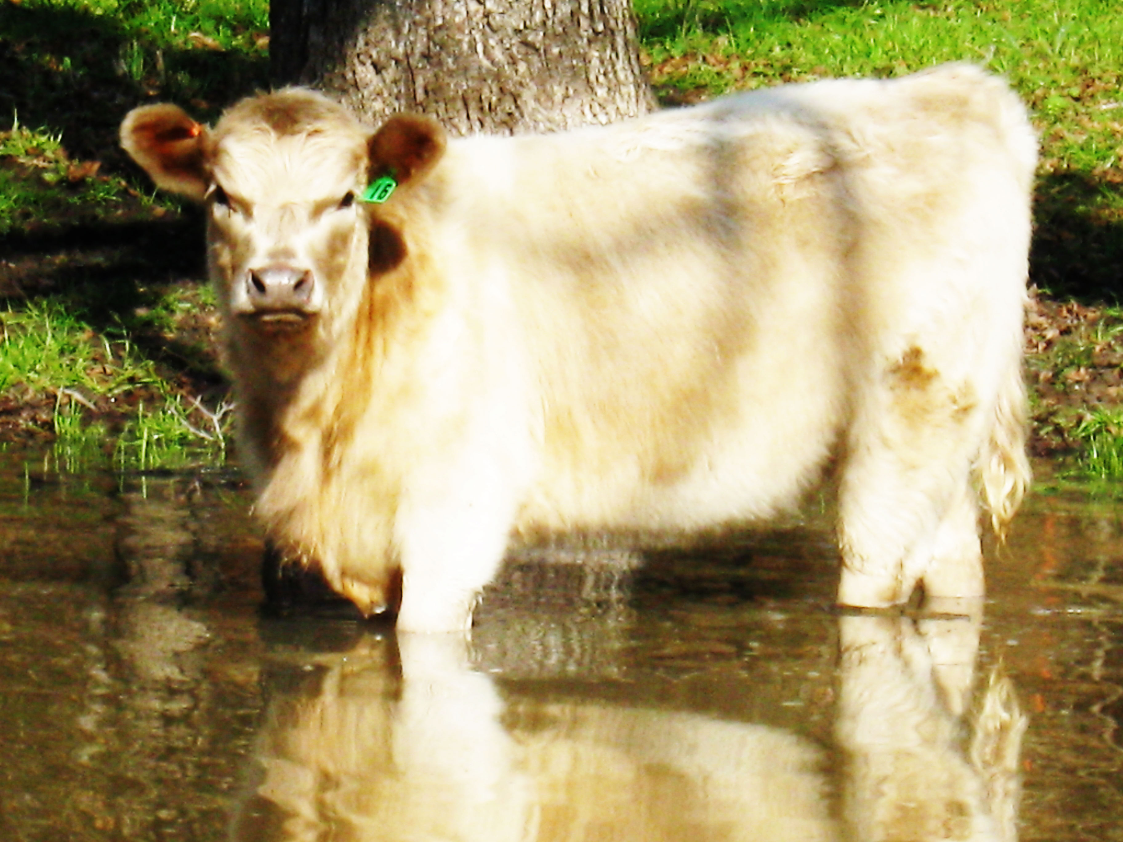 Murray Grey Cattle Backbone Ranch Grass Fed Beef Dallas Texas