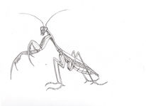Preying Mantis_Art 2.jpg