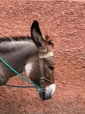 Donkey against a red wall in Marrakech medina