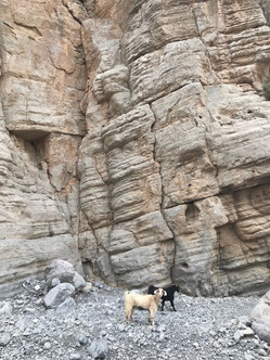 Goats in Wadi Ghalila in RAK