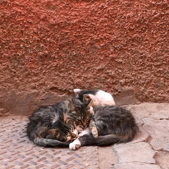 Sleepy kittens in Marrakech Medina