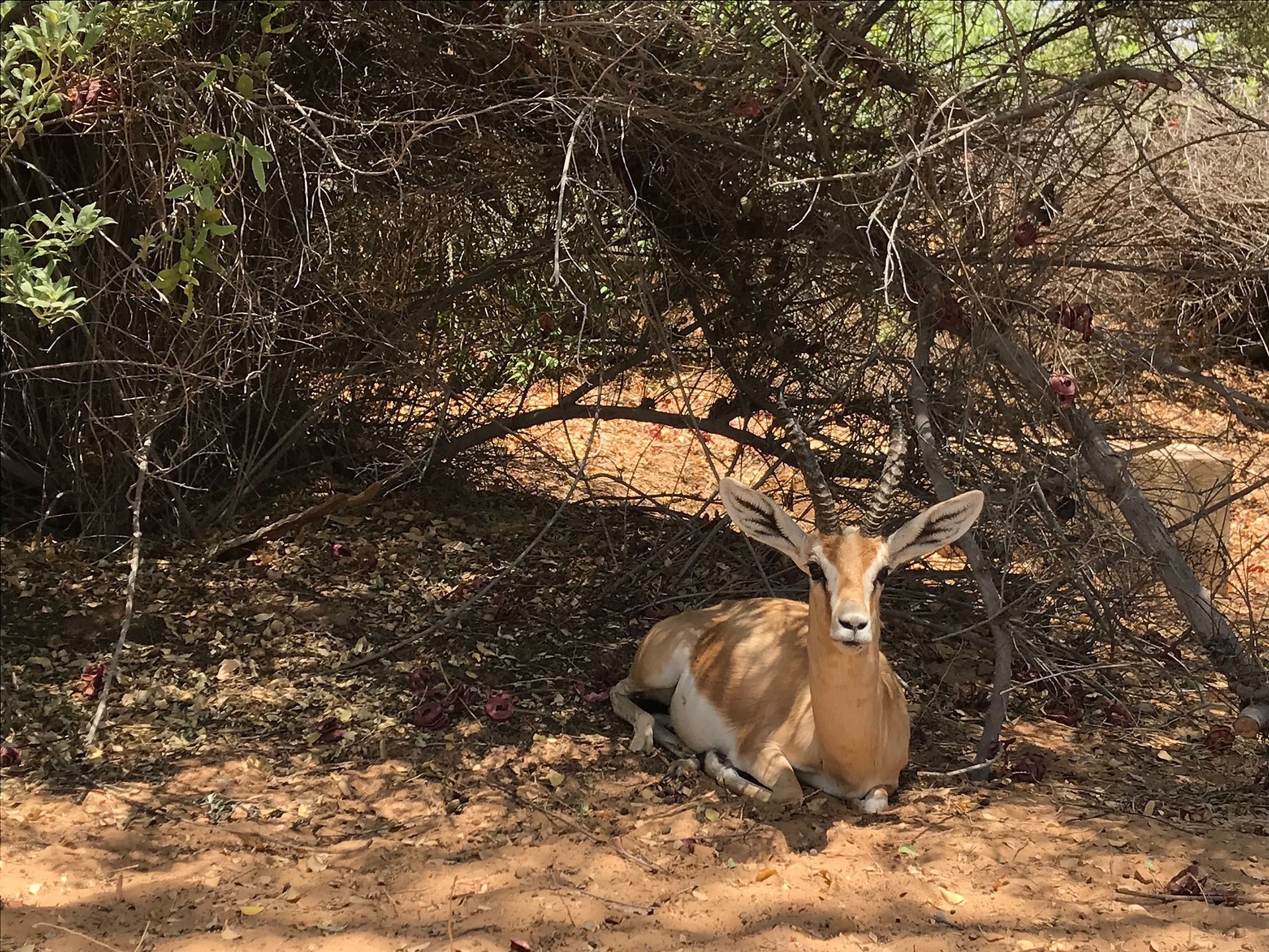 Arabian gazelle