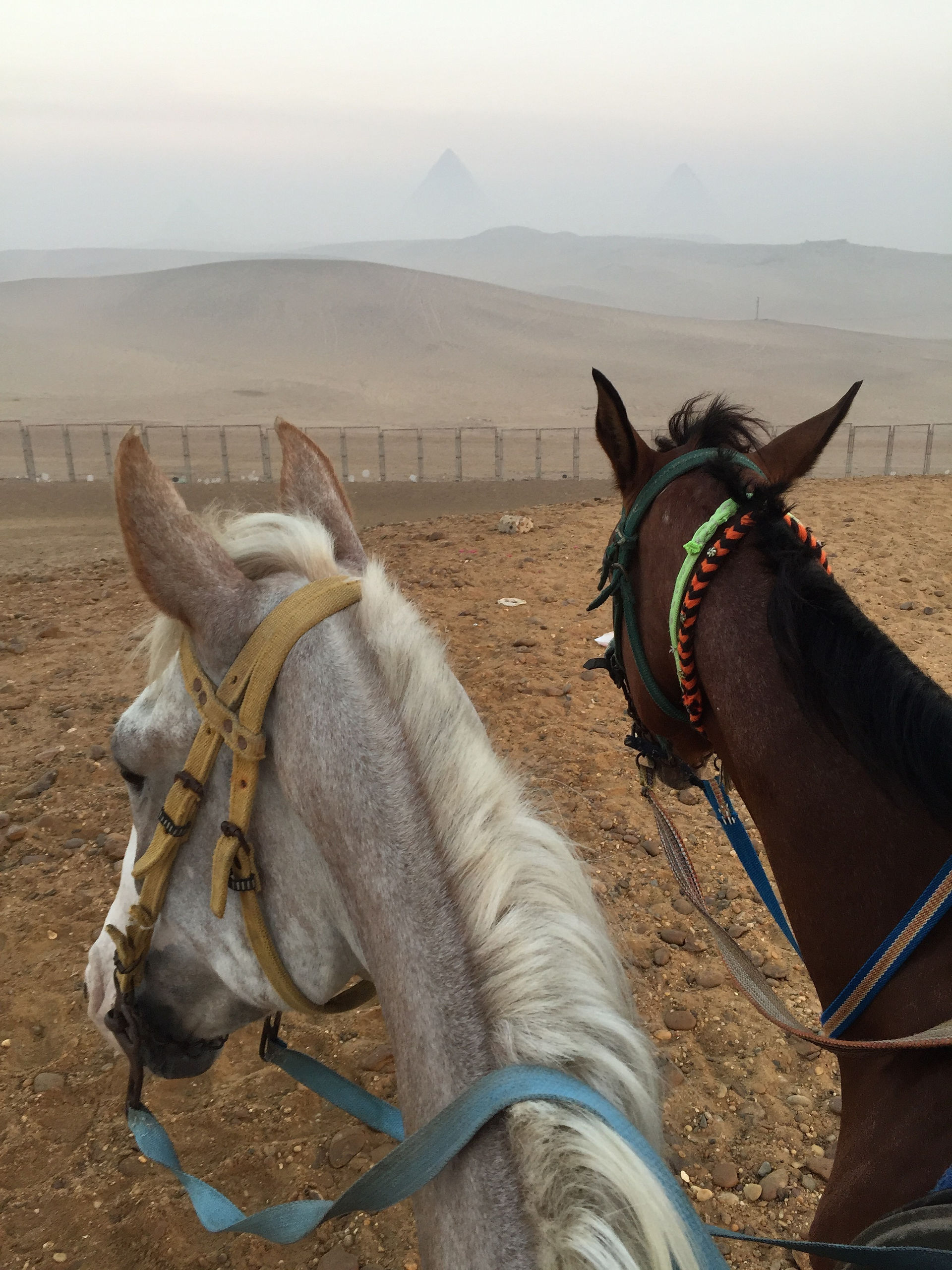 Horses in the desert at the Pyramids