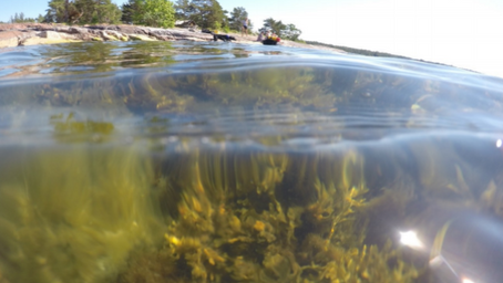 Fiske för Östersjön