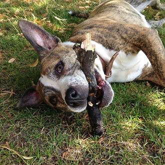jackiebourne-happy-dog-1674280.jpg