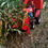 Thumbnail: CORN HARVESTER - 2 ROWS