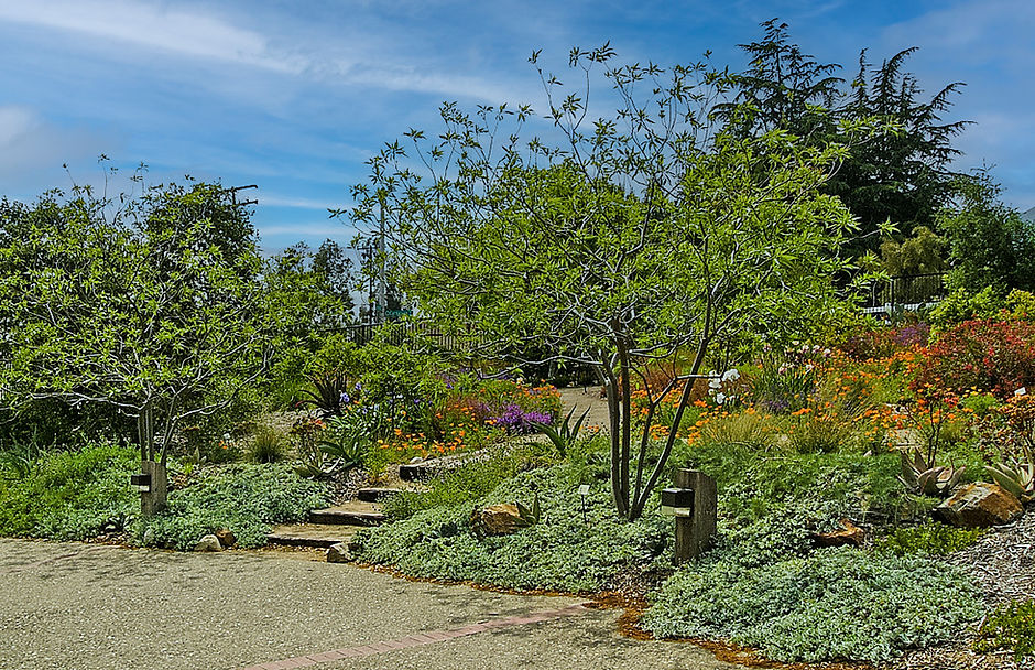 Maloof Garden