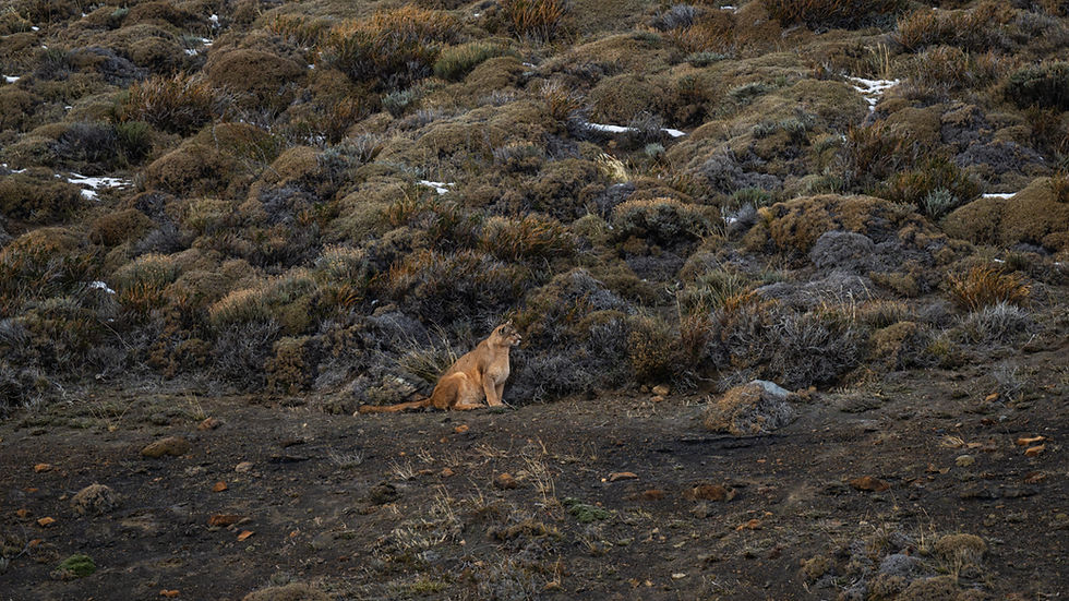 Puma waiting to move in Patagonia