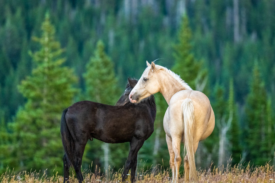 Wild Horses gather in the sunset