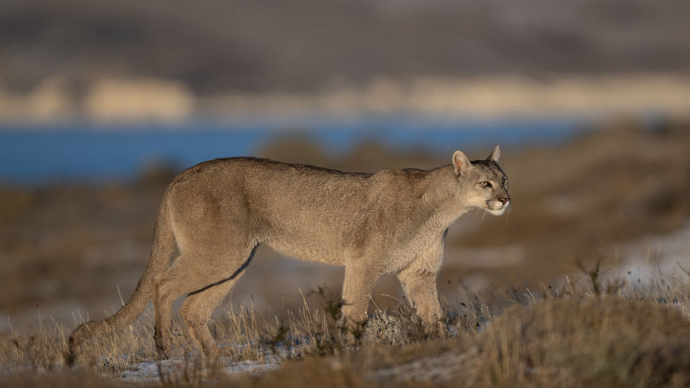 Puma walking across open grassland in Chilean Patagonia.