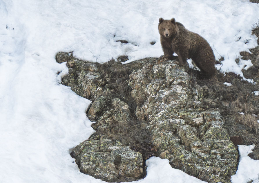 A Himalayan brown bear standing alert on a snow-covered rock.