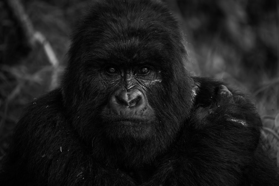 Mountain gorilla portrait in low dramatic light