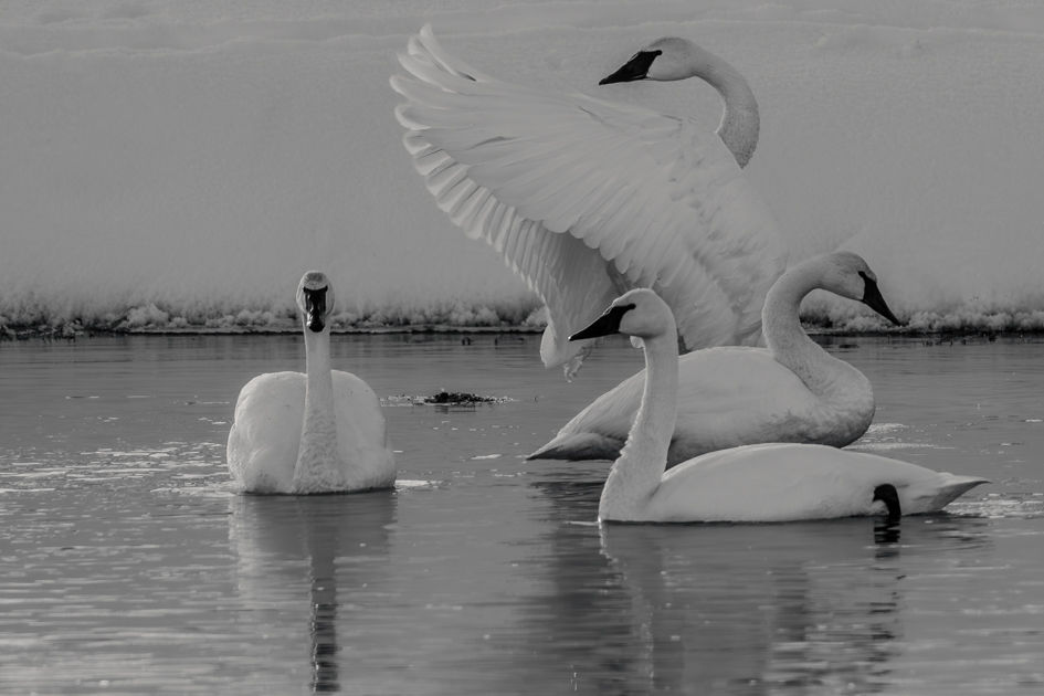Swans interacting on calm water